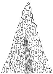 Pseudoleskea imbricata, leaf apex. Drawn from B.H. Macmillan 80/40, CHR 267654.
 Image: R.C. Wagstaff © Landcare Research 2018 